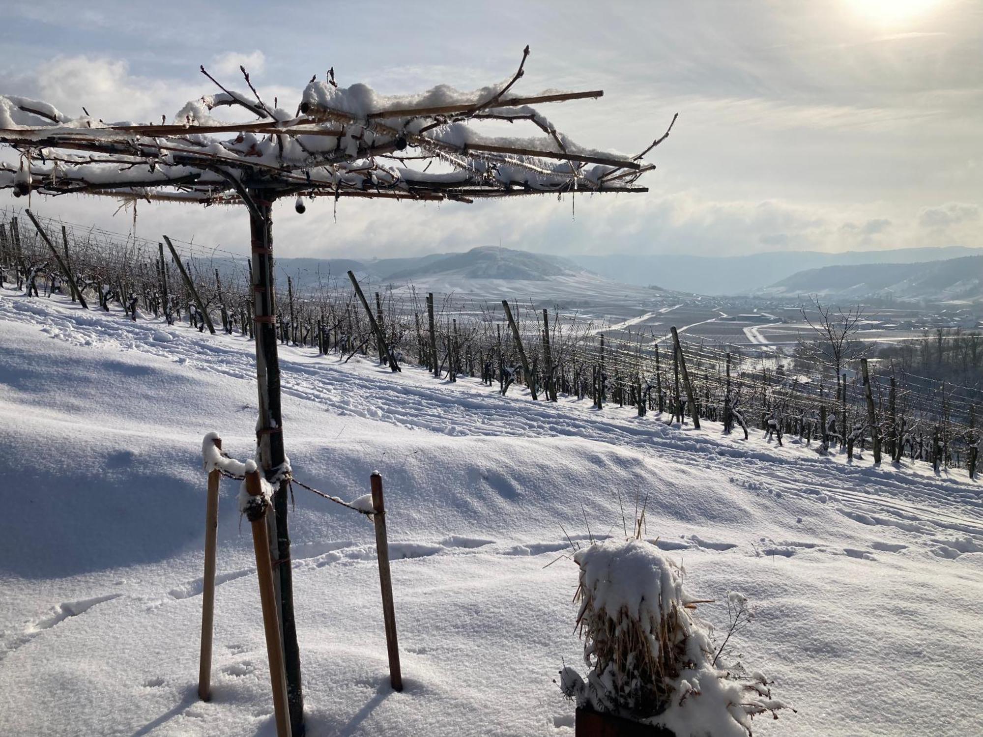 Appartamento Moselhoch Klusserath Esterno foto