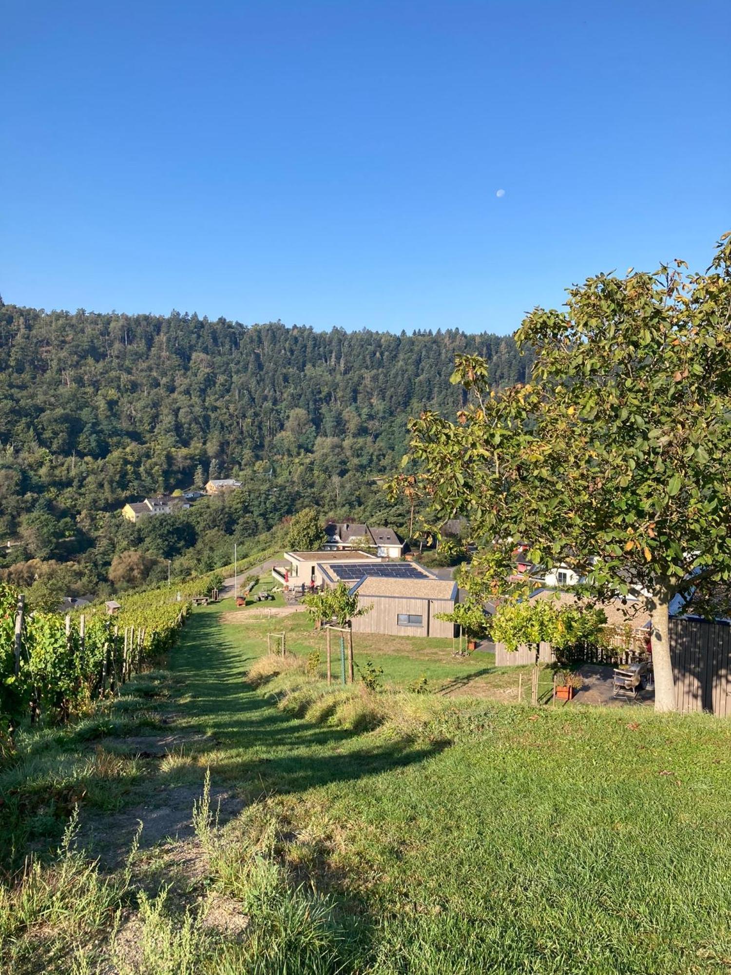 Appartamento Moselhoch Klusserath Esterno foto